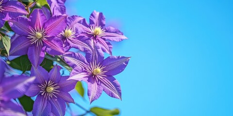 Aufkleber - Vibrant purple clematis blooms set against a blue sky that offers copy space.