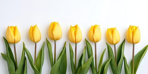 Aufkleber - A cluster of yellow tulips set against a white background.