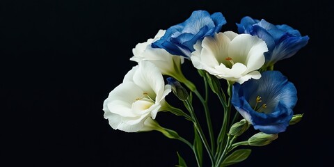 Leinwandbilder - Blue and white lisianthus flower macro, vintage fine art still life featuring blooms, buds, stem, green leaves, pollen, and a black background.
