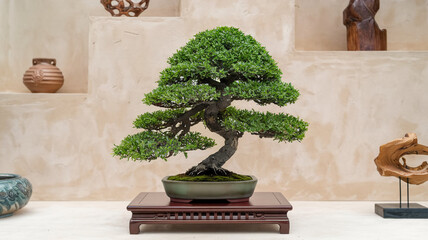 bonsai tree on a table