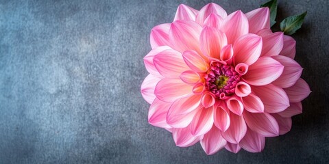 Aufkleber - Pink dahlia arrangement. Autumn flower with copy space.
