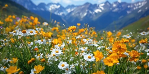 Fototapete - Countryside and mountain scenery featuring yellow, white, and colorful flowers.