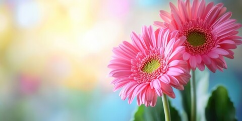 Poster - Fresh gerberas (daisy gerber). Spring backdrop