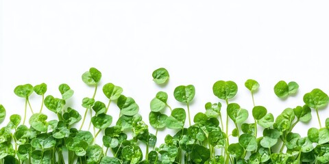 Aufkleber - Watercress seeds isolated on a white background. Selective focus. Nature.