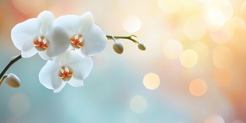 Sticker - White orchid on a pastel-colored background, soft and out-of-focus photograph.