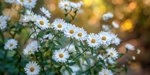 Poster - White flowers in full bloom in the fall garden.