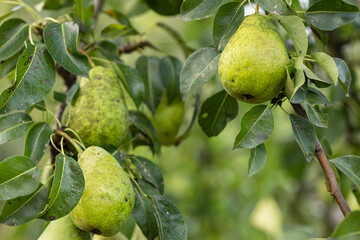 Ripe green pears hanging on a tree branch with lush leaves in a fruit garden on a sunny day. Concept of organic farming, fresh fruit harvest, and healthy nutrition