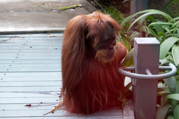 Wall Mural - Orangutans are the largest arboreal mammal, spending most of their time in trees. Long, powerful arms and grasping hands and feet allow them to move through the branches.