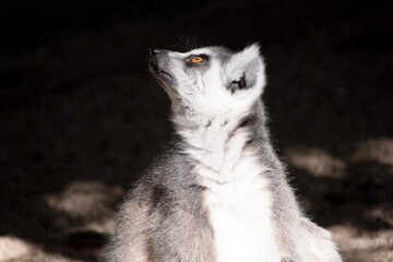 Wall Mural - The Ring-tailed lemur backs is grey with grey limbs and dark grey heads and necks. They have long striped tails.