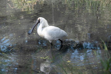 Sticker - The royal spoonbill is a large white sea bird with a black bill that looks like a spoon. The royal spoonbill has yellow eyebrows and black legs