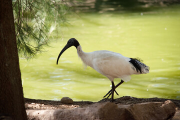 Canvas Print - The Australian White Ibis is characterised by having predominantly white plumage with a featherless black head, neck, and legs.