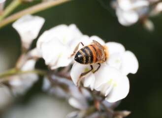 bee on a hardenbergia flower