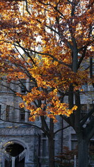 The beautiful campus autumn view in the University of Pennsylvania in Philadelphia