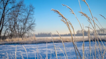Poster - Frost-covered grass stands tall in a serene winter landscape, framed by bare trees. The bright blue sky enhances the tranquil atmosphere of early morning in a rural setting.