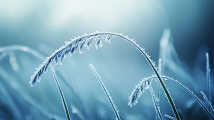 Poster - Delicate blades of grass covered in shimmering frost bend slightly in the chilly morning air, illuminated by soft light. The tranquil winter setting evokes a sense of peace and natural beauty.