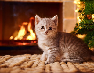 A cute grey kitten sitting on a beige carpet in front of a fireplace near the christmas tree and gift boxes at Christmas time.