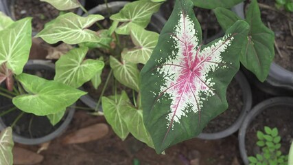 Poster - Vibrant Caladium Plants Tropical Houseplant with Striking Green and Pink Foliage for Your Garden and Indoor Spaces, Showcasing Unique Leaf Patterns and Lively Atmosphere.