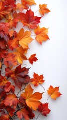 Wall Mural - Vertical autumn frame background with free place for text, maple leaves decorate a beautiful nature thanksgiving, scenery yellow red seasonal colorful mock up, white background