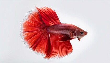 Betta Fish on White 