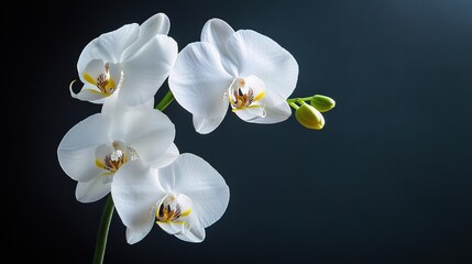 Wall Mural - Elegant White Orchid on Dark Background