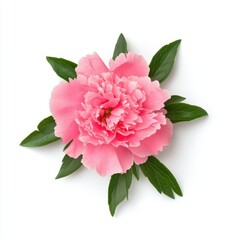 Vibrant pink peony flower with green leaves on a white isolated background.