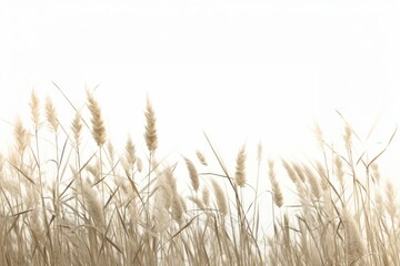 Naklejka na meble Natural field border backgrounds plant grass.