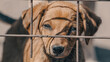 © Sofiia - purebred beige puppy in a wooden cage