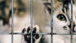 © Sofiia - cat's paw on the cage and kittens in blur