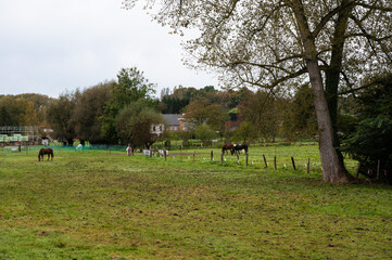 Two brown horses grazing in the fields of Vertrijk, Boutersem, Belgium