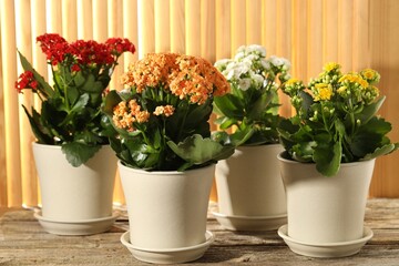 Wall Mural - Different beautiful kalanchoe flowers in pots on wooden table indoors