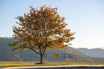 Wall Mural - beautiful autumn landscape in tennessee mountain forest