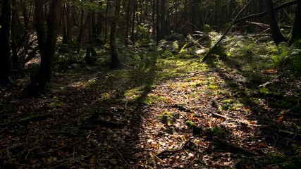 Wall Mural - Beautiful light and spiderweb reflections in a thick forest with shadows