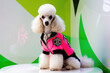 © daniiD - A glamorously dressed poodle with colorful accessories looks stylish and elegant, attracting attention with its unusual image