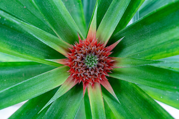 Azores, Pineapple fruit in a traditional Azorean greenhouse plantation at Sao Miguel Island