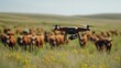 © Prostock-studio - A drone hovers above a large herd of cattle grazing in a sunny field, capturing data and monitoring their movement in a tranquil rural setting.