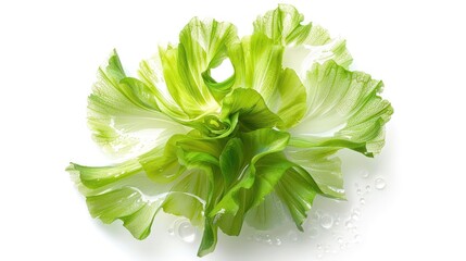 fresh green leaf texture with abstract pattern in minimalist white background beautiful natural orga