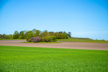 Panoramic view over a field with a row of trees and a hill in the background