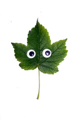 Funny Autumn Leaf Plant With Goggle Eyes on a White Background