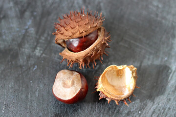 Close up photo of chestnuts on dark grey textured background with space for text. Autumn colors. 