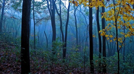 Poster - Misty Forest with Golden Leaves and Silhouetted Trees