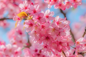 Bloom pink cherry blossoms tree, Bright color