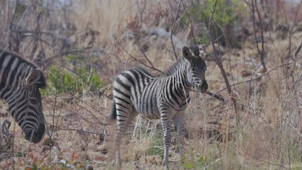 Wall Mural - a slow motion clip of a plains zebra foal at pilanesberg national park in south africa