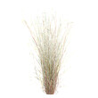 © Fouzia - Collection of Little bluestem Grass isolated on transparent Canvas