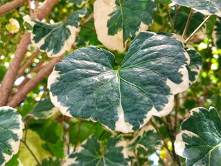 Close-up of green and white variegated leaves in the garden