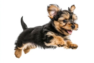 Canvas Print - Yorkshire Terrier puppy jumping background terrier happy.