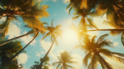 Looking up at the sky through towering palm trees with golden sunlight filtering through the leaves,