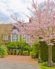 Two story stucco luxury house with nice spring blossom landscape in Vancouver, Canada