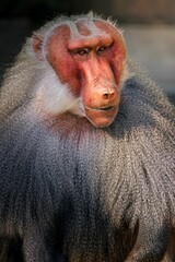 Closeup portrait of a baboon with detailed facial features and fur texture