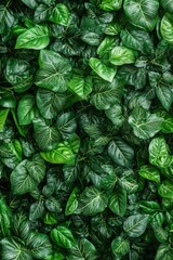 Poster - Detailed view of a cluster of fresh green leaves