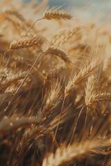 Poster - A detailed view of a field of wheat in full bloom